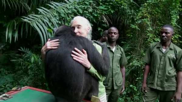 Un chimpanzé remercie sa bienfaitrice (Video)