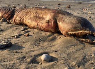 Un Monstre marin retrouvée sur la plage après l’ouragan Harvey Un Monstre marin retrouvée sur la plage après l'ouragan Harvey (VIDÉO)