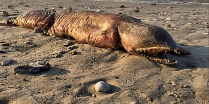 Un Monstre marin retrouvée sur la plage après l'ouragan Harvey (VIDÉO)