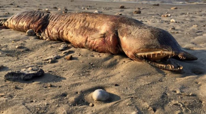 Un Monstre marin retrouvée sur la plage après l’ouragan Harvey Un Monstre marin retrouvée sur la plage après l'ouragan Harvey (VIDÉO)