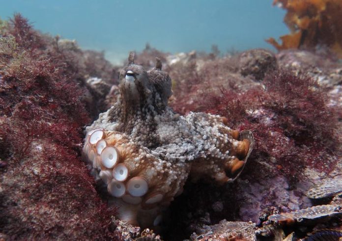 Une ville de poulpes (Octlantis) découverte sous les mers