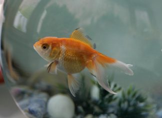 Découvrez pourquoi il ne faut jamais relâcher ses poissons rouges dans la nature Découvrez pourquoi il ne faut jamais relâcher ses poissons rouges dans la nature