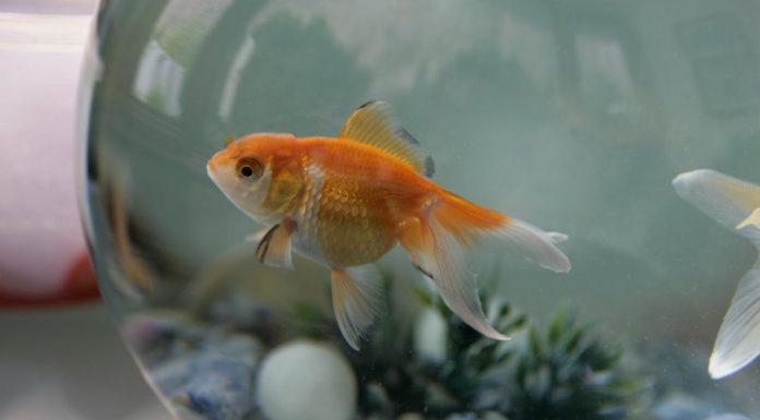 Découvrez pourquoi il ne faut jamais relâcher ses poissons rouges dans la nature Découvrez pourquoi il ne faut jamais relâcher ses poissons rouges dans la nature