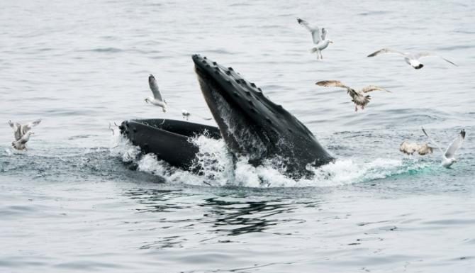 États-Unis : Un pêcheur de homards avalé par une baleine à bosse mais sain et sauf États-Unis : Un pêcheur de homards avalé par une baleine à bosse mais sain et sauf