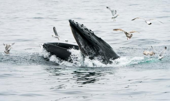 États-Unis : Un pêcheur de homards avalé par une baleine à bosse mais sain et sauf