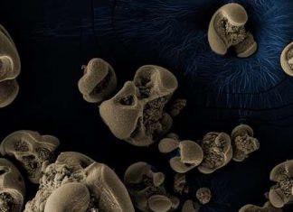 Etude: Une nouvelle bactérie made in Belgium (et UCLouvain) Etude: Une nouvelle bactérie made in Belgium (et UCLouvain)