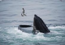 Michael Packard : Le pêcheur de homards « avalé » par une baleine raconte son expérience traumatisante Michael Packard : Le pêcheur de homards « avalé » par une baleine raconte son expérience traumatisante