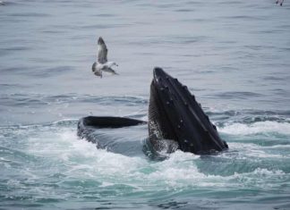 Michael Packard : Le pêcheur de homards « avalé » par une baleine raconte son expérience traumatisante Michael Packard : Le pêcheur de homards « avalé » par une baleine raconte son expérience traumatisante