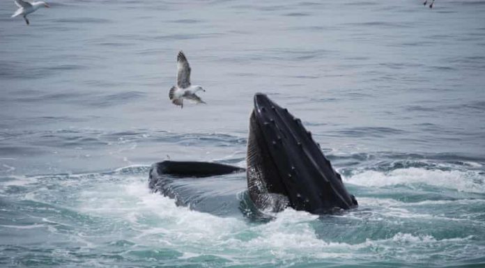 Michael Packard : Le pêcheur de homards « avalé » par une baleine raconte son expérience traumatisante Michael Packard : Le pêcheur de homards « avalé » par une baleine raconte son expérience traumatisante