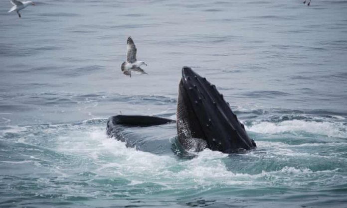 Michael Packard : Le pêcheur de homards « avalé » par une baleine raconte son expérience traumatisante