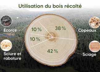 La forêt démystifiée : Comment les arbres récoltés au Québec sont-ils utilisés? La forêt démystifiée : Comment les arbres récoltés au Québec sont-ils utilisés?