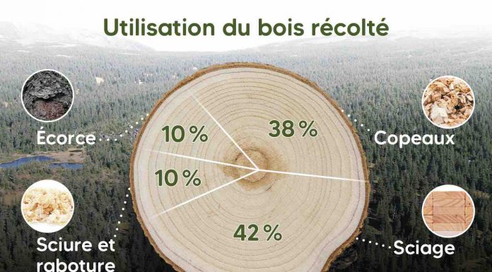La forêt démystifiée : Comment les arbres récoltés au Québec sont-ils utilisés? La forêt démystifiée : Comment les arbres récoltés au Québec sont-ils utilisés?
