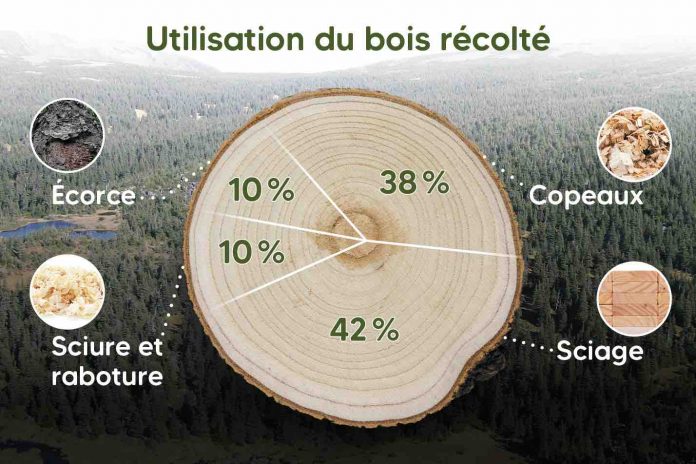 La forêt démystifiée : Comment les arbres récoltés au Québec sont-ils utilisés?