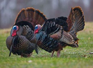 Ontario : Un homme est condamné à une amende totalisant 2 000 $ pour la chasse illégale au dindon Ontario : Un homme est condamné à une amende totalisant 2 000 $ pour la chasse illégale au dindon