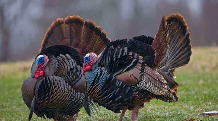 Ontario : Un homme est condamné à une amende totalisant 2 000 $ pour la chasse illégale au dindon Ontario : Un homme est condamné à une amende totalisant 2 000 $ pour la chasse illégale au dindon