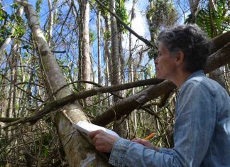 Research: For Big, Old Trees, It’s a Downhill Slide When It Comes to Reproduction Research: For Big, Old Trees, It's a Downhill Slide When It Comes to Reproduction