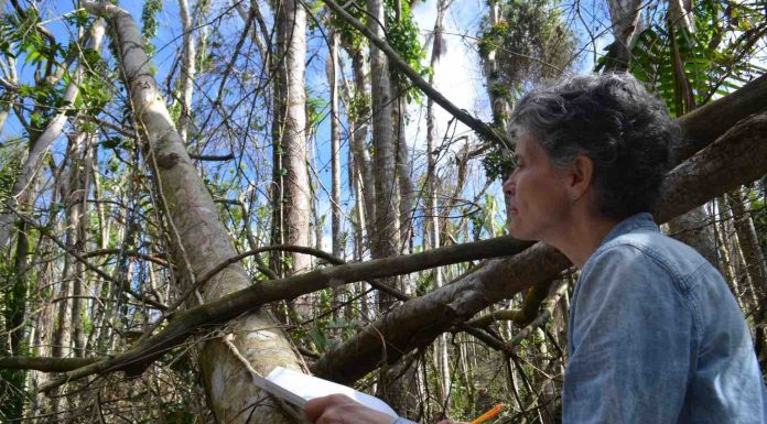 Research: For Big, Old Trees, It’s a Downhill Slide When It Comes to Reproduction Research: For Big, Old Trees, It's a Downhill Slide When It Comes to Reproduction
