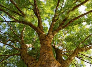 Montréal : plus de 1000 arbres plantés en 2021 dans RDP-PAT Montréal : plus de 1000 arbres plantés en 2021 dans RDP-PAT