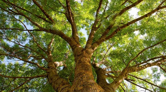 Montréal : plus de 1000 arbres plantés en 2021 dans RDP-PAT Montréal : plus de 1000 arbres plantés en 2021 dans RDP-PAT