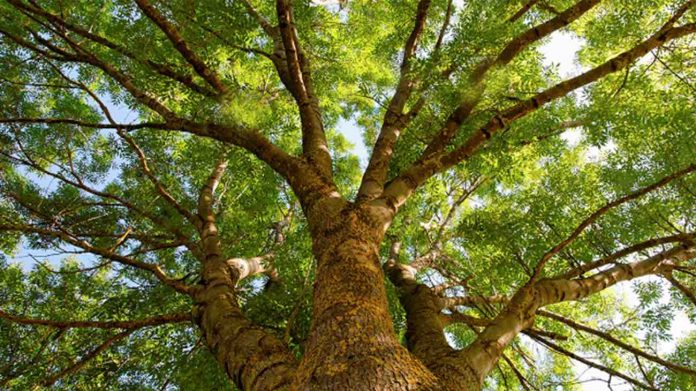 Montréal : plus de 1000 arbres plantés en 2021 dans RDP-PAT
