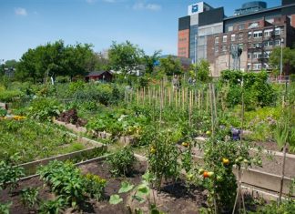 Montréal investira 10 M$ dans ses jardins communautaires Montréal investira 10 M$ dans ses jardins communautaires