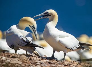 Plusieurs cas de grippe aviaire confirmés aux Îles-de-la-Madeleine Plusieurs cas de grippe aviaire confirmés aux Îles-de-la-Madeleine