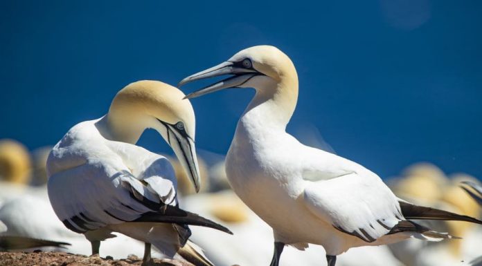 Plusieurs cas de grippe aviaire confirmés aux Îles-de-la-Madeleine Plusieurs cas de grippe aviaire confirmés aux Îles-de-la-Madeleine