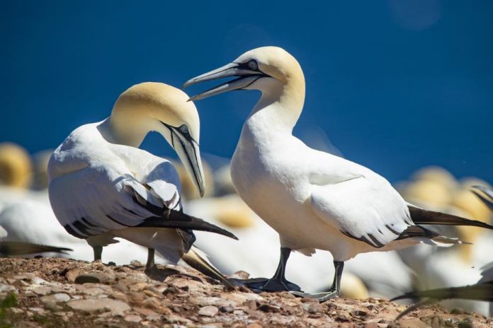 Plusieurs cas de grippe aviaire confirmés aux Îles-de-la-Madeleine