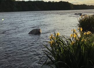 Drummondville: Un corps a été repêché dans la rivière Saint-François Drummondville: Un corps a été repêché dans la rivière Saint-François