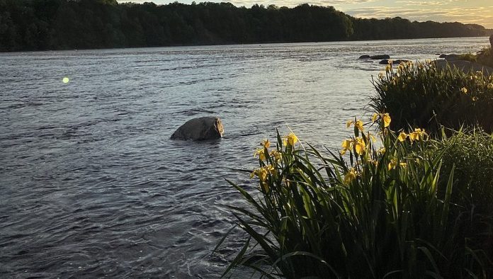 Drummondville: Un corps a été repêché dans la rivière Saint-François