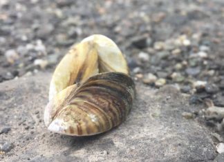 Des moules zébrées observées pour la première fois dans le grand Lac Témiscouata Des moules zébrées observées pour la première fois dans le grand Lac Témiscouata