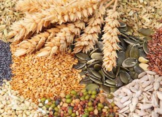 La Fête des semences de Montréal revient au Planétarium Rio Tinto Alcan La Fête des semences de Montréal revient au Planétarium Rio Tinto Alcan