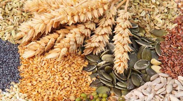 La Fête des semences de Montréal revient au Planétarium Rio Tinto Alcan La Fête des semences de Montréal revient au Planétarium Rio Tinto Alcan