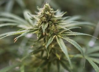 Démantèlement d’un réseau de vente de cannabis ciblant les adolescents à Montréal Démantèlement d'un réseau de vente de cannabis ciblant les adolescents à Montréal