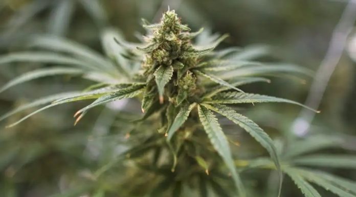 Démantèlement d’un réseau de vente de cannabis ciblant les adolescents à Montréal Démantèlement d'un réseau de vente de cannabis ciblant les adolescents à Montréal