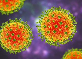 Le virus Nipah : Une menace potentielle pour une future pandémie ? Le virus Nipah : Une menace potentielle pour une future pandémie ?