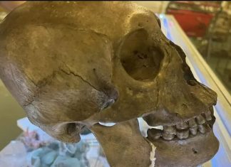 Mystérieuse découverte : Un crâne humain antique retrouvé dans une friperie de Floride Mystérieuse découverte : Un crâne humain antique retrouvé dans une friperie de Floride
