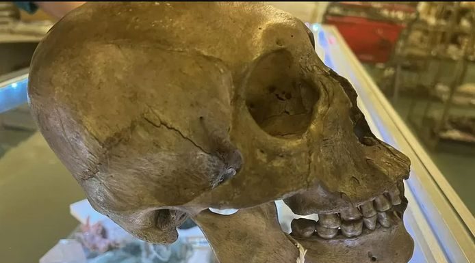 Mystérieuse découverte : Un crâne humain antique retrouvé dans une friperie de Floride Mystérieuse découverte : Un crâne humain antique retrouvé dans une friperie de Floride