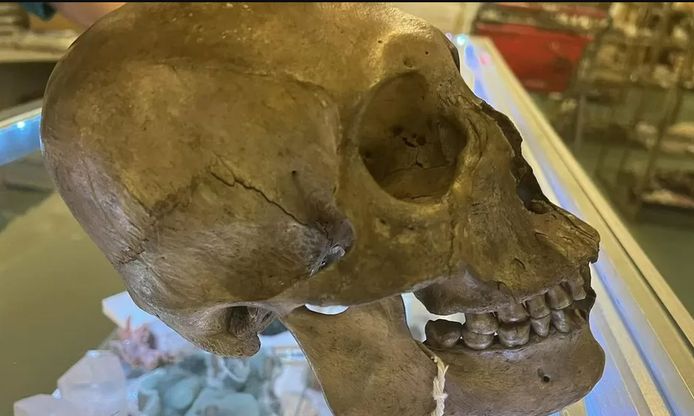 Mystérieuse découverte : Un crâne humain antique retrouvé dans une friperie de Floride
